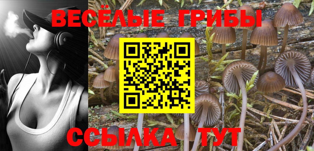 Псилоцибиновые грибы Psilocybine cubensis Гусиноозёрск